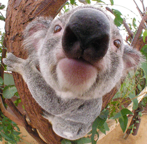 koala