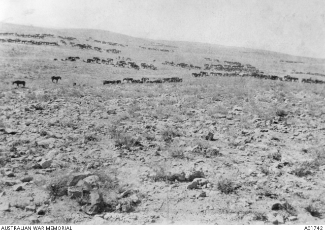 4th LH Brigade horses resting prior to charging at Beersheba. A01742